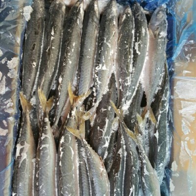 白腹鯖(日本鯖魚)