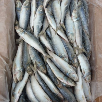 南美擬沙丁魚