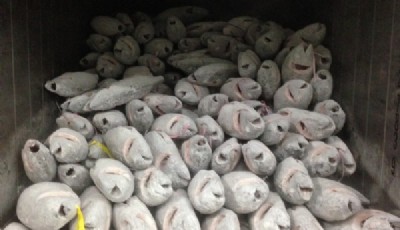 多様な新鮮水産物の取引をしております。お気軽にお問い合わせください。