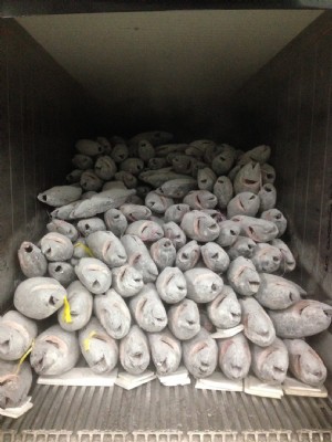 多種魚類買賣，歡迎洽詢